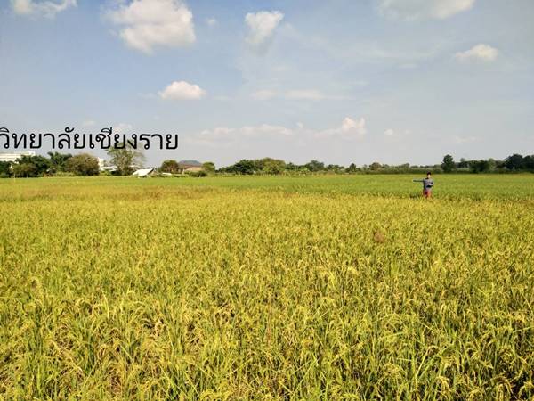 ขายที่ดินทำเลดี ใกล้วิทยาลัยเชียงราย มีทางเข้า ถ.เลี่ยงเมือง R3A ตัดผ่าน สนใจโทร 0991693699
